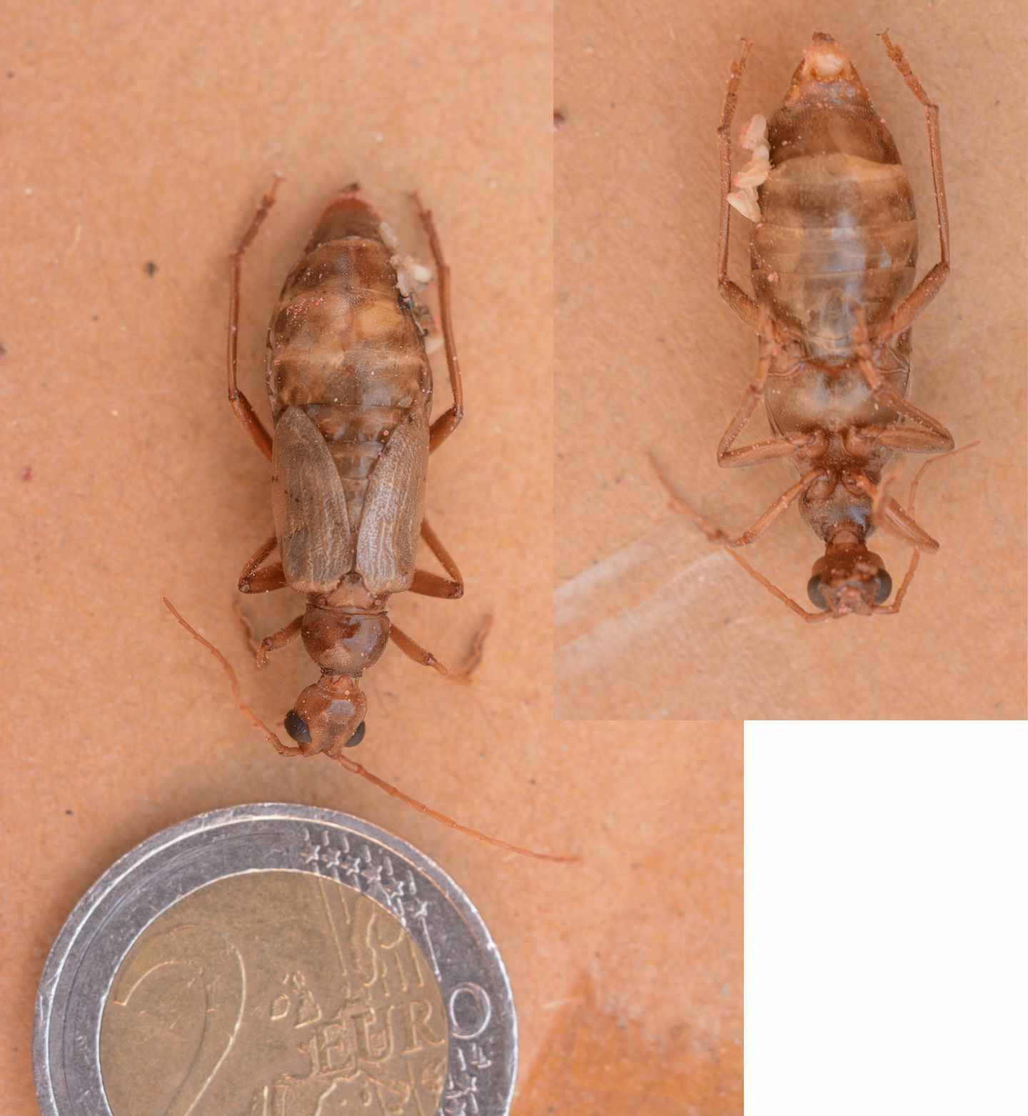 femmina di Vesperus luridus, Vesperidae